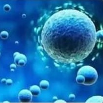 2. Mengaktivasi sel yang tidak aktif