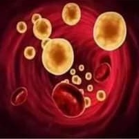 8. Membersihkan sistem sirkulasi darah